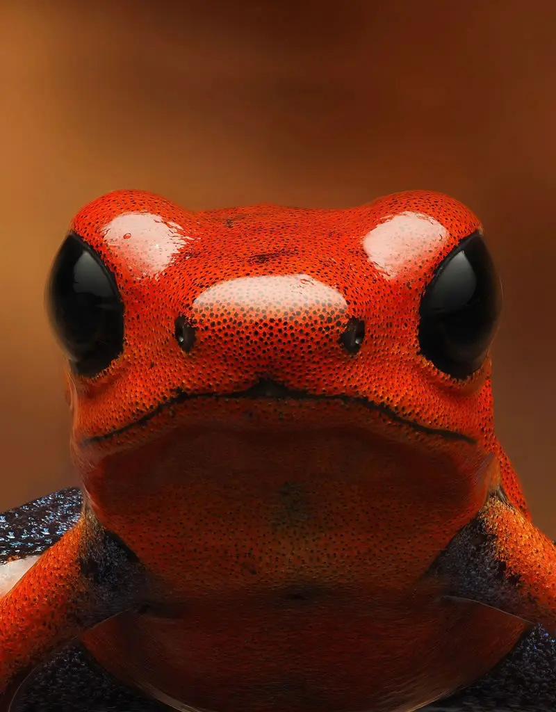 Oophaga pumilio / Blue Jeans Frog - Macro Photography by Maceo and Andrea