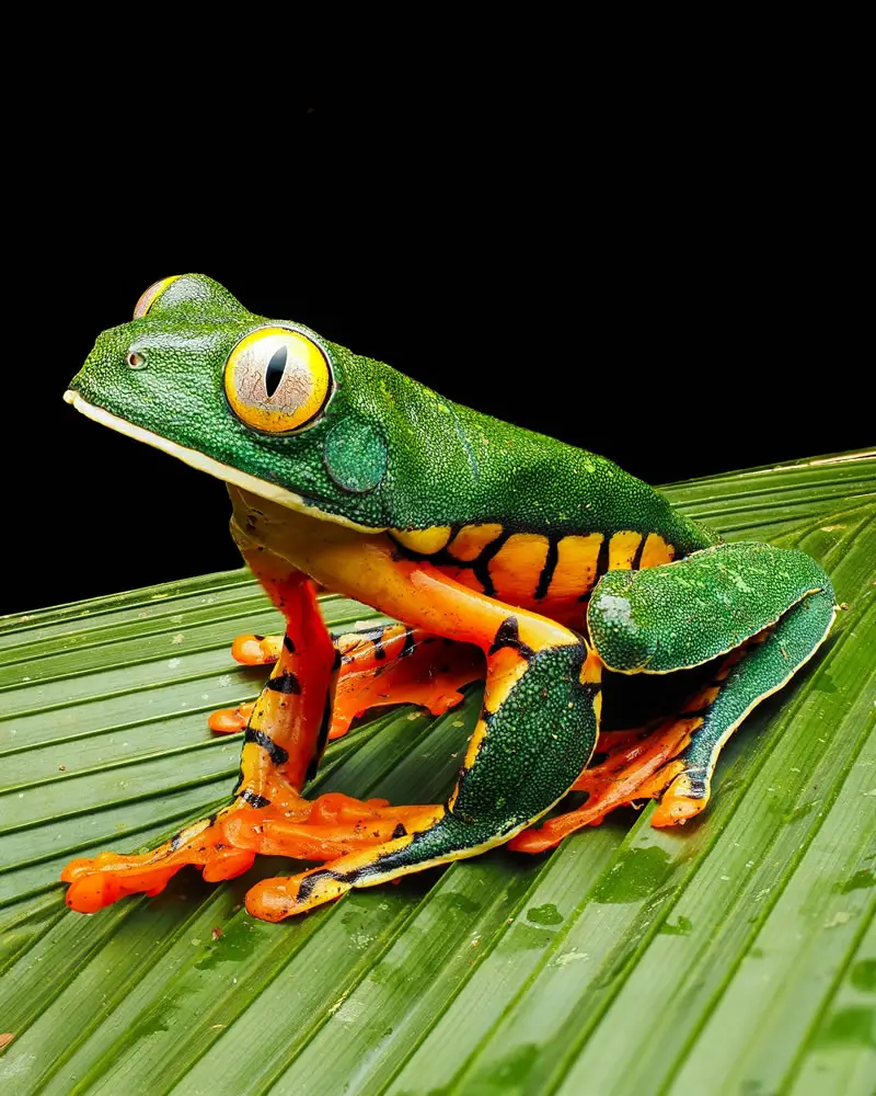 Cruziohyla sylviae - Macro Photography by Maceo and Andrea