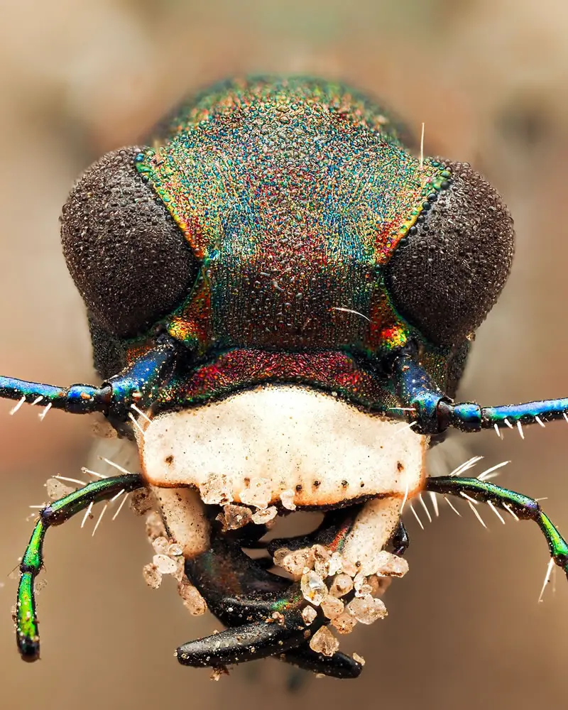 Cicindela hybrida - Macro Photography by Maceo and Andrea