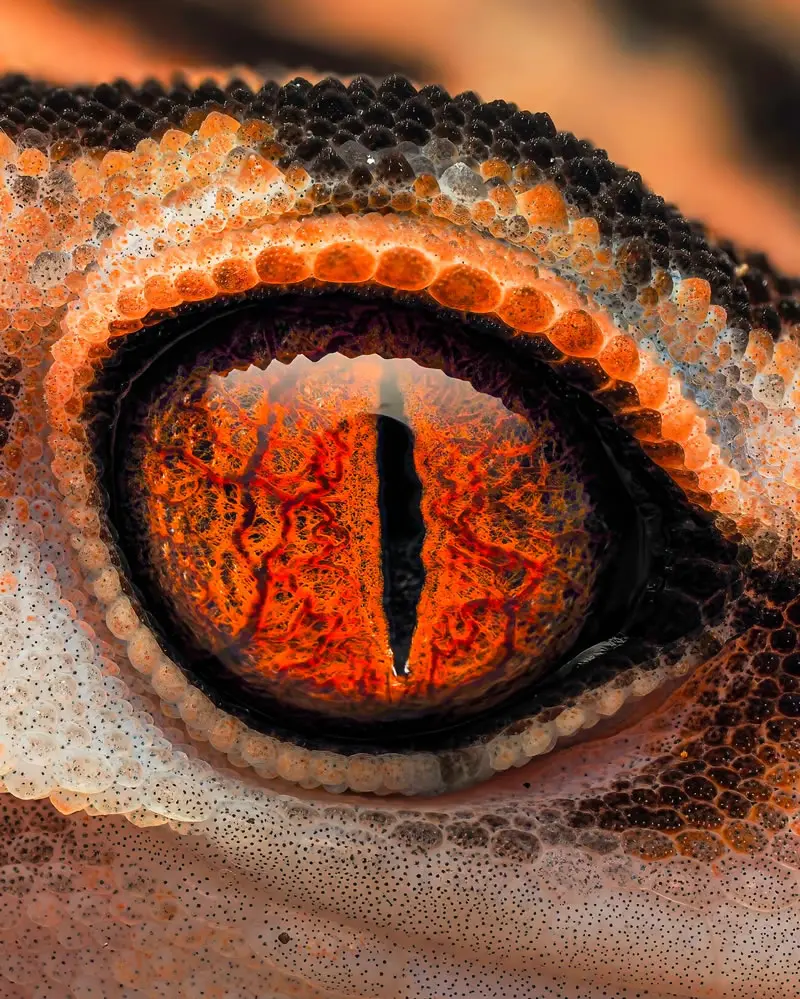 Goniurosaurus sengokui - Macro Photography by Maceo and Andrea