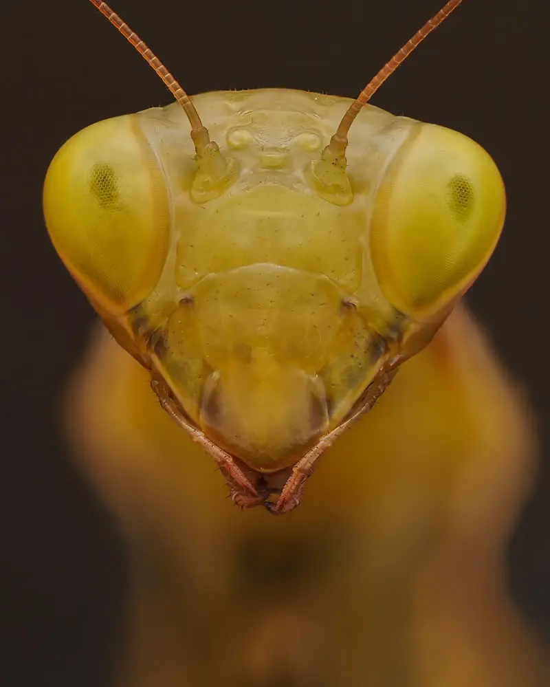 Mantis religiosa - Macro Photography by Maceo and Andrea