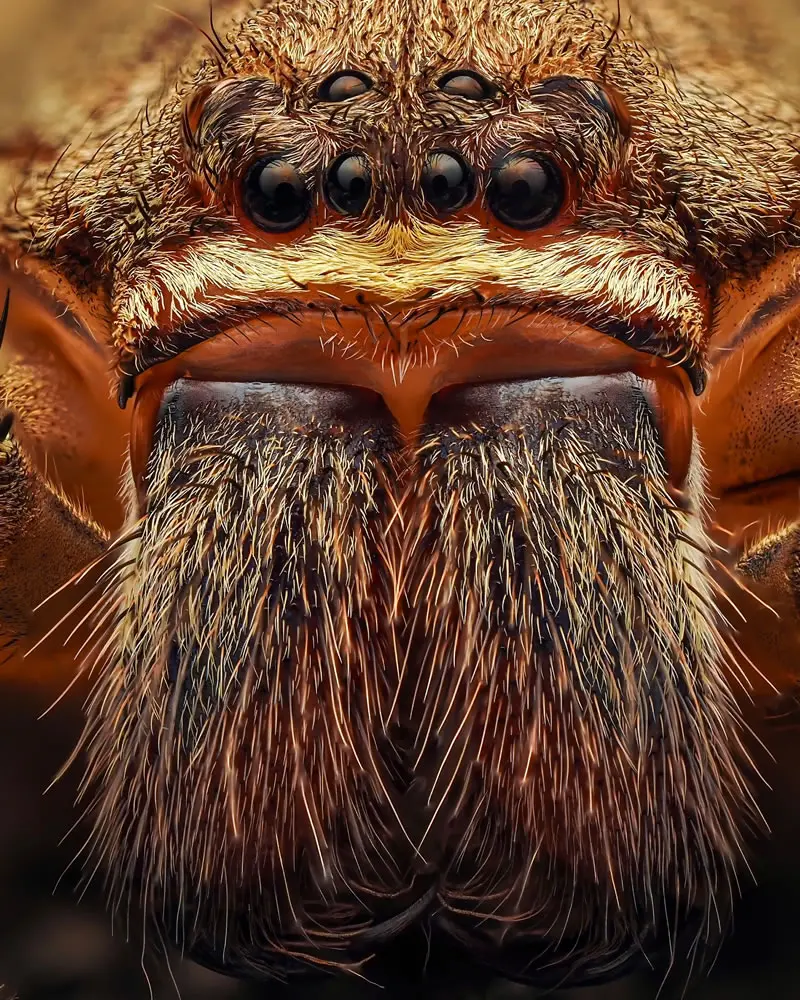 The huntsman spider (Heteropoda venatoria) - Macro Photography by Maceo and Andrea