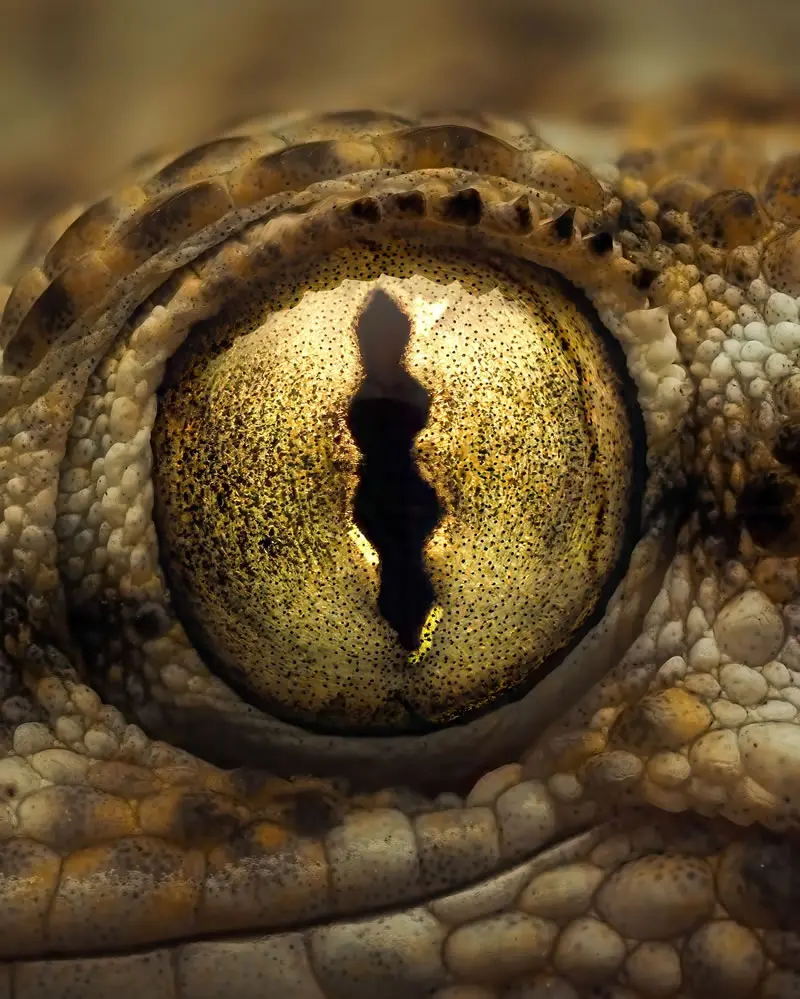 The Moorish gecko (Tarentola mauritanica)  - Macro Photography by Maceo and Andrea