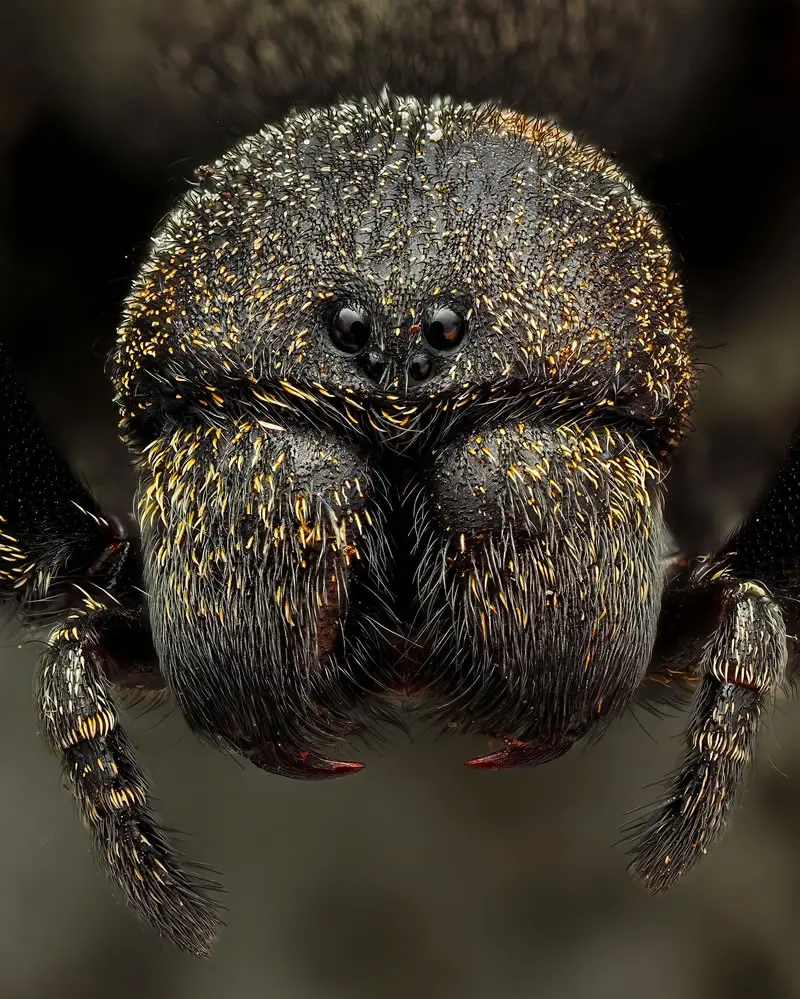 The ladybird spider (Eresus kollari) - Macro Photography by Maceo and Andrea