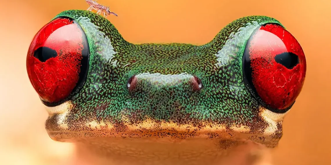 Meet the Twin Biologists Using Macro Photography to Change How We See Insects and Small Wildlife