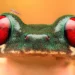 Meet the Twin Biologists Using Macro Photography to Change How We See Insects and Small Wildlife 71 Meet the Twin Biologists Using Macro Photography to Change How We See Insects and Small Wildlife
