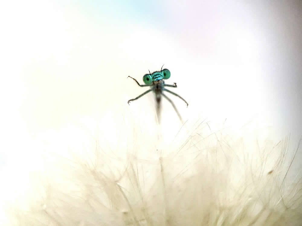 1st Place Winner: Eyes by Fabio Sartori - Mobile Photography Awards Macro Photos Winners