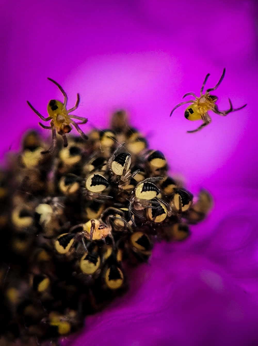 Baby Spiders by Agnieszka Gietkowska - Mobile Photography Awards Macro Photos Winners