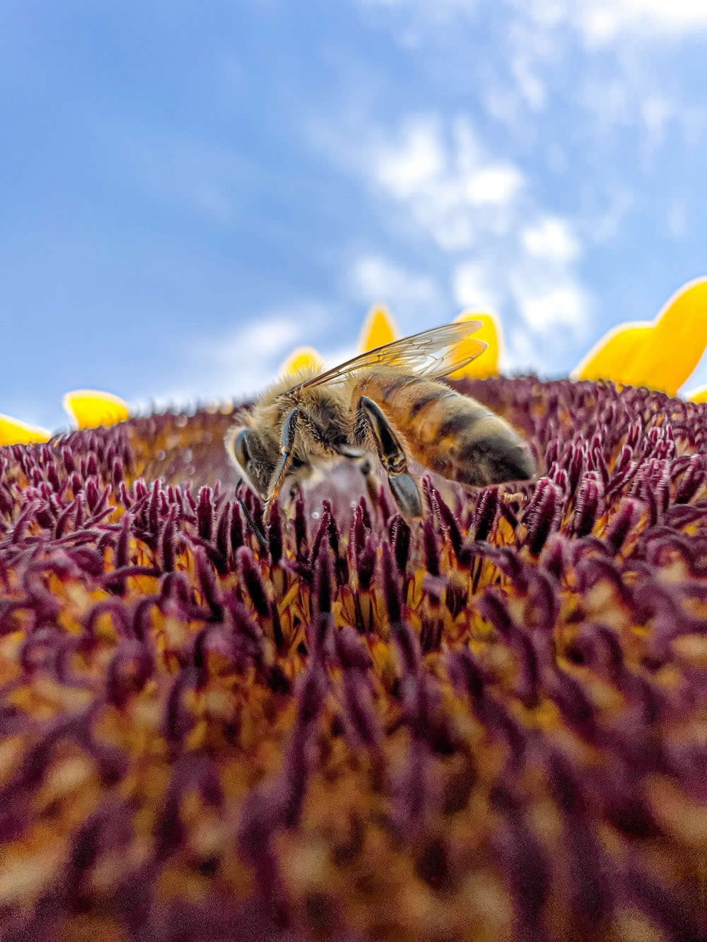 Yum! by Paddy Chao - Mobile Photography Awards Macro Photos Winners
