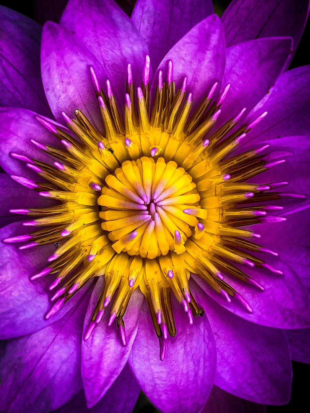 Blooming by Yuepeng Bao - Mobile Photography Awards Macro Photos Winners