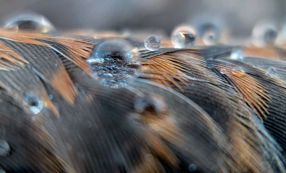 Even Closer by Hollyn Johnson - Mobile Photography Awards Macro Photos Winners