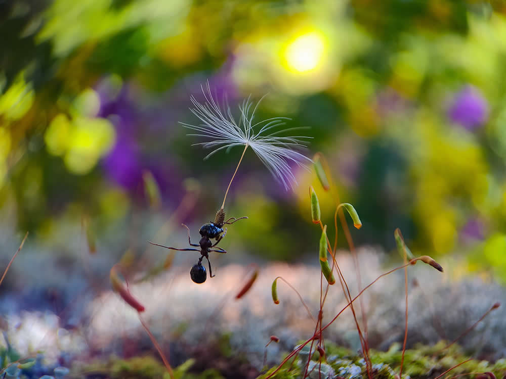 Flying Ant by Fabio Sartori - Mobile Photography Awards Macro Photos Winners