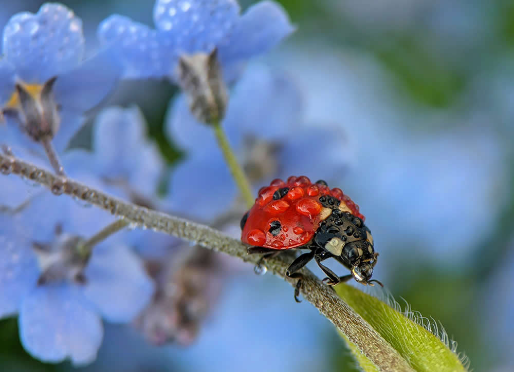 Ladybug in the Morning Dew by Jarek Bryla - Mobile Photography Awards Macro Photos Winners