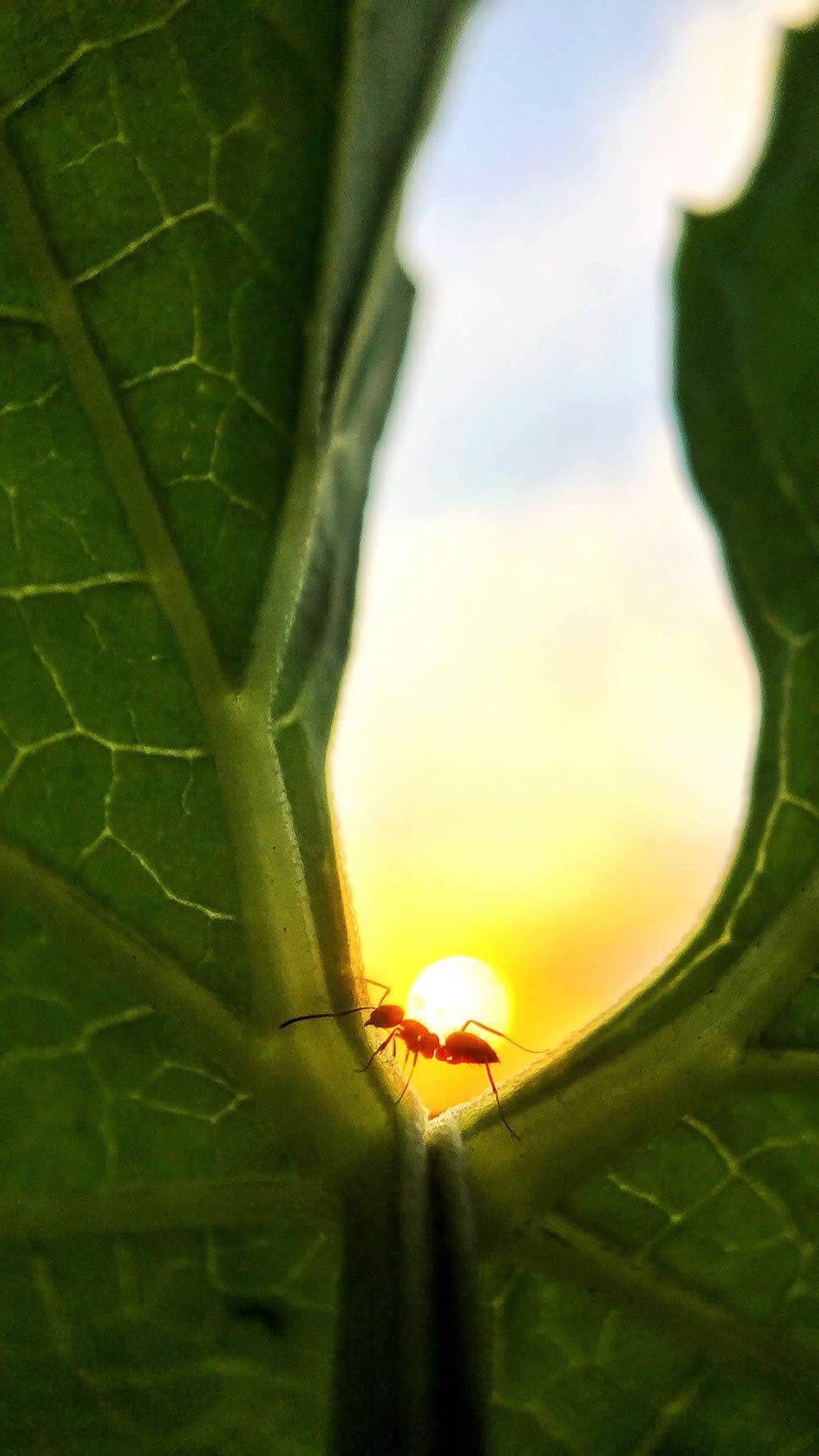 Hardworking Life by Lock Liu - Mobile Photography Awards Macro Photos Winners