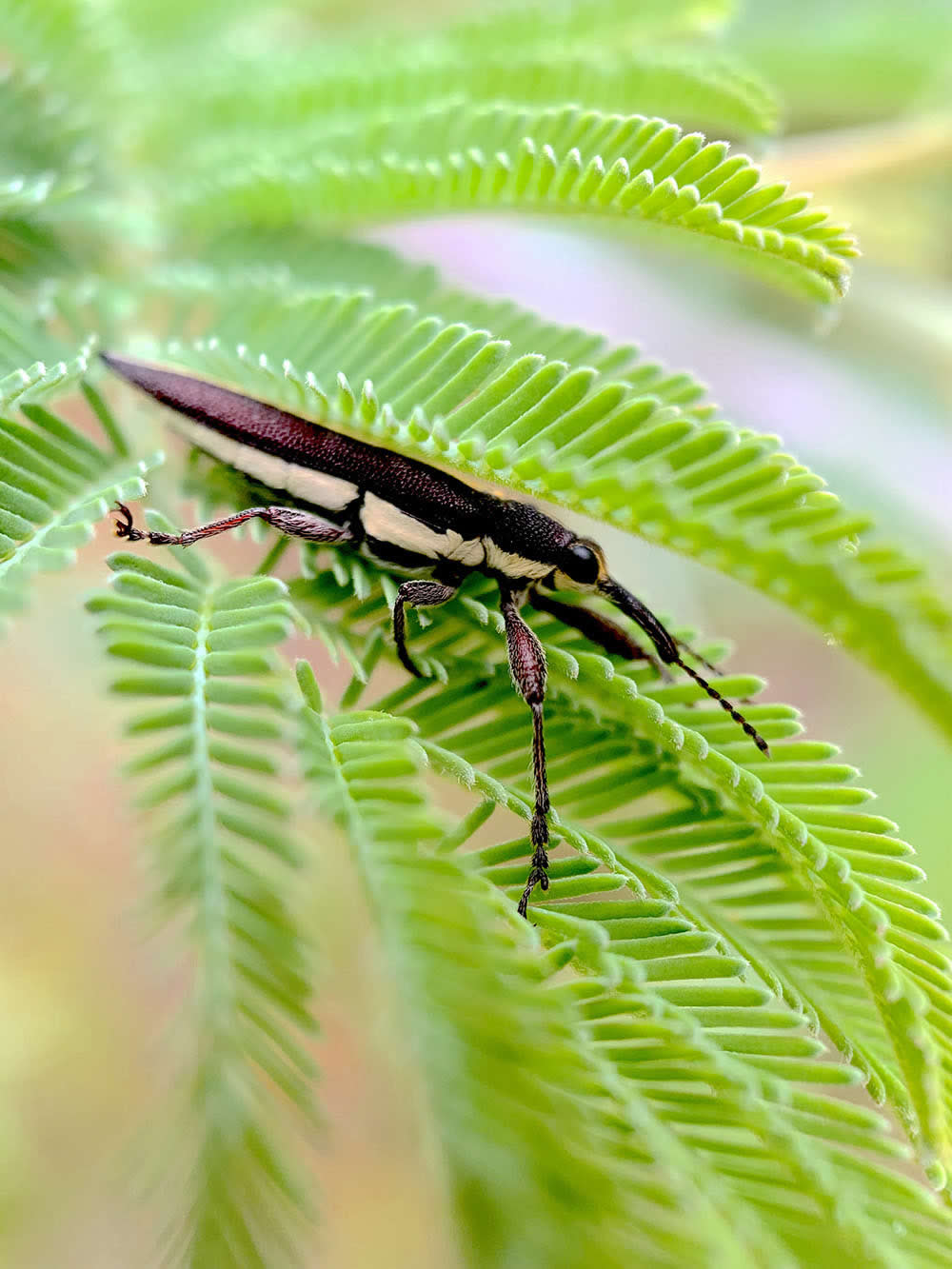 Weevil in Wattle by Melissa Lynch - Mobile Photography Awards Macro Photos Winners