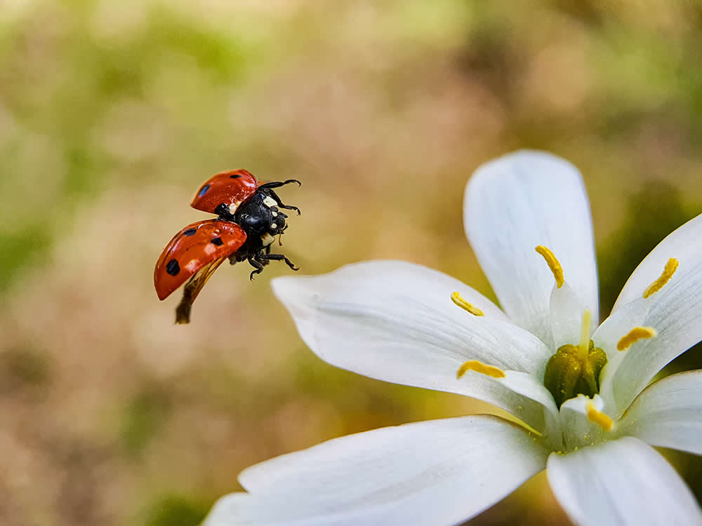 Ladybug by Fabio Sartori - Mobile Photography Awards Macro Photos Winners