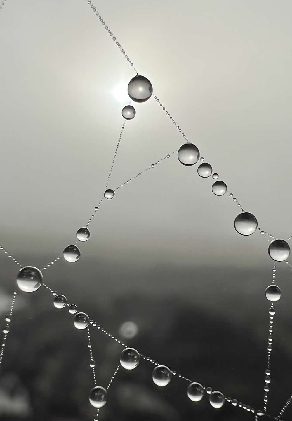 Celestial by Margaret Shaw - Mobile Photography Awards Macro Photos Winners