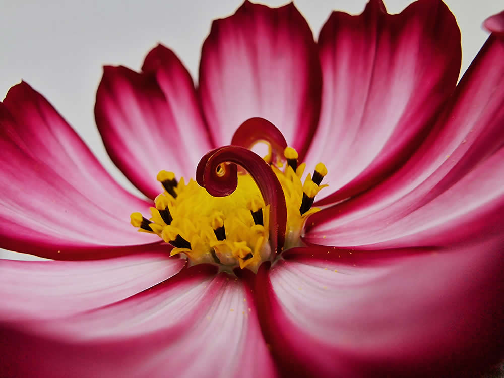 Into the Cosmos by James Peck - Mobile Photography Awards Macro Photos Winners