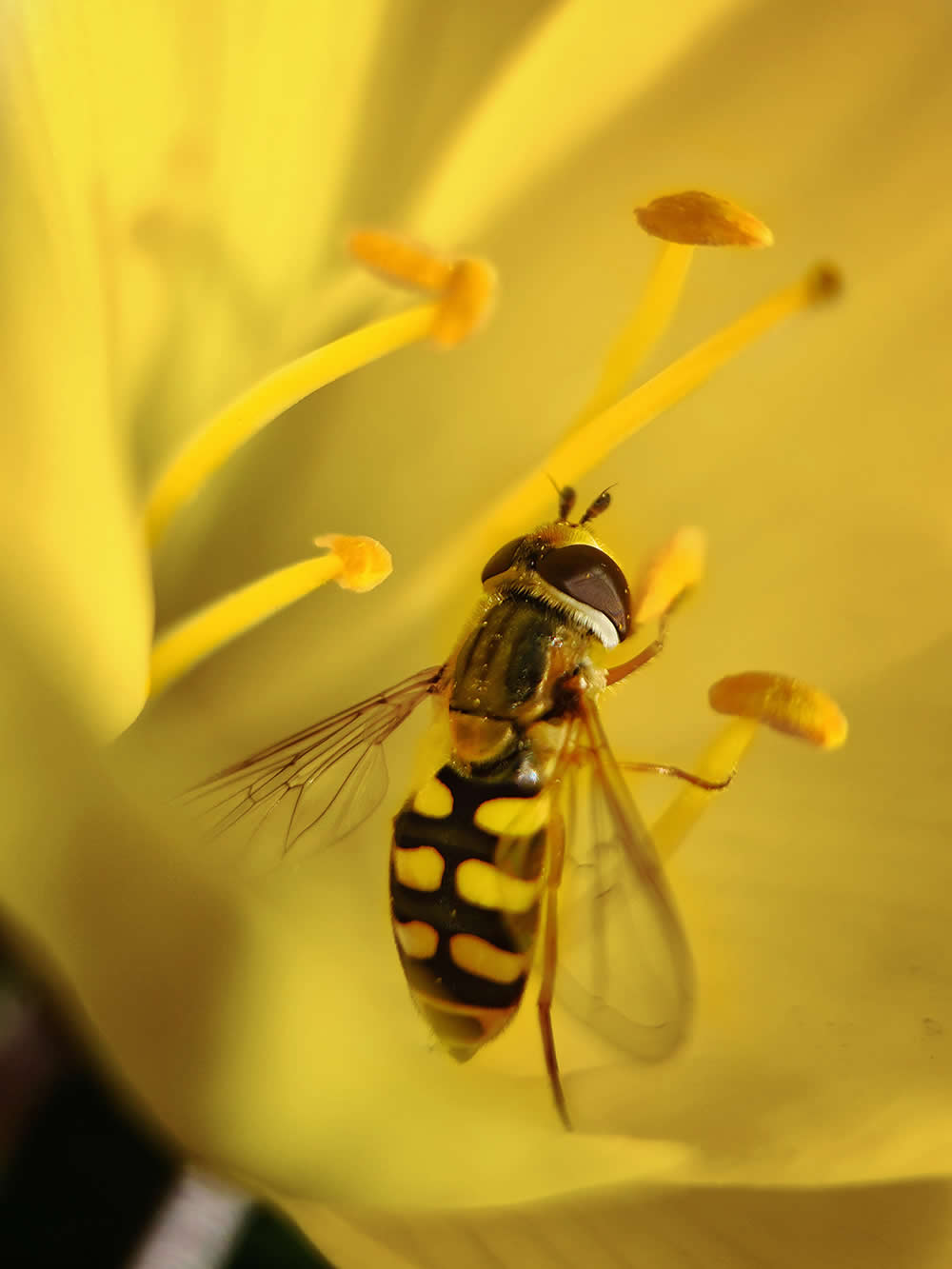 Treat by Lyudmila Beneva - Mobile Photography Awards Macro Photos Winners