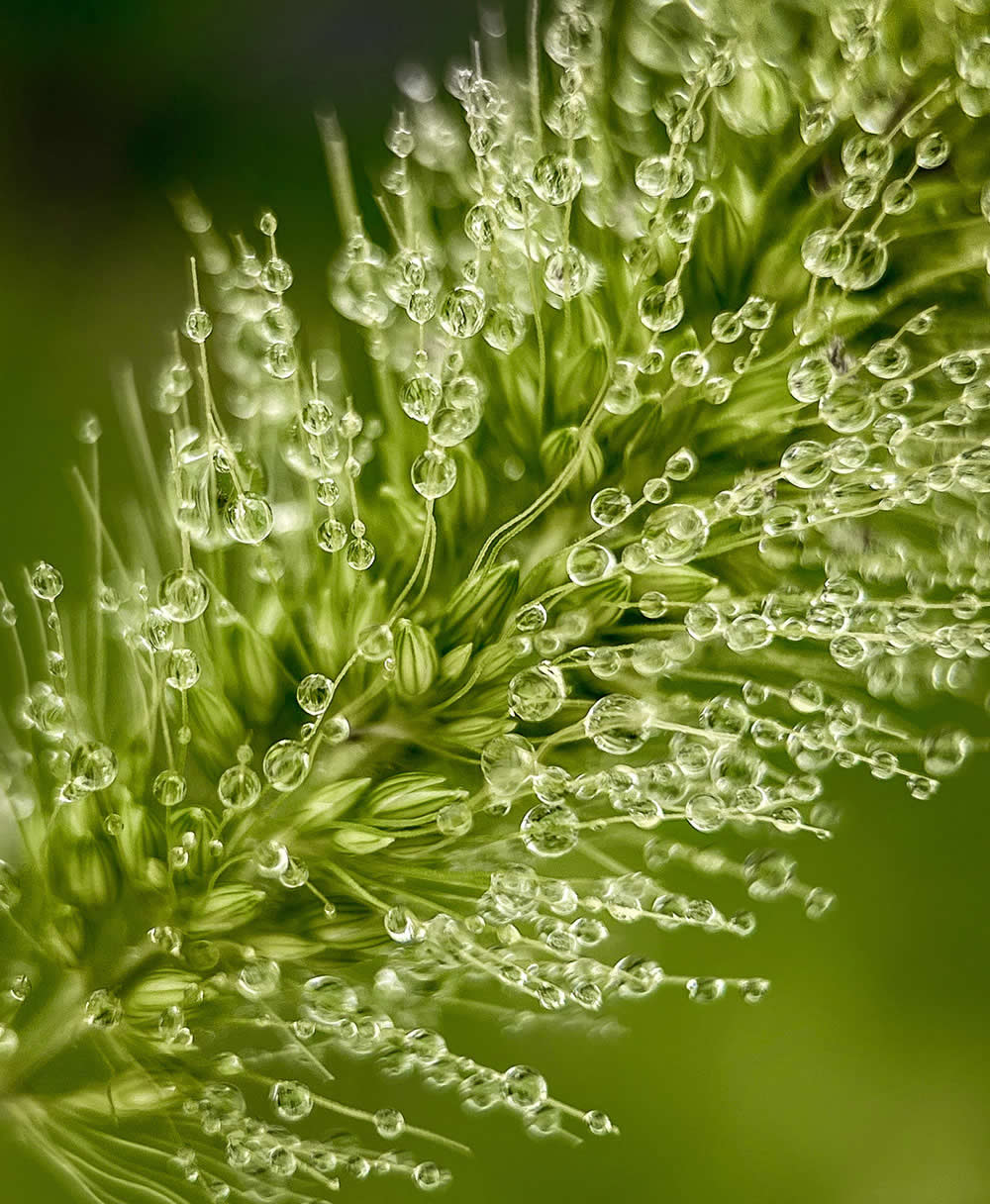 Dewdrops by Linda Repasky - Mobile Photography Awards Macro Photos Winners