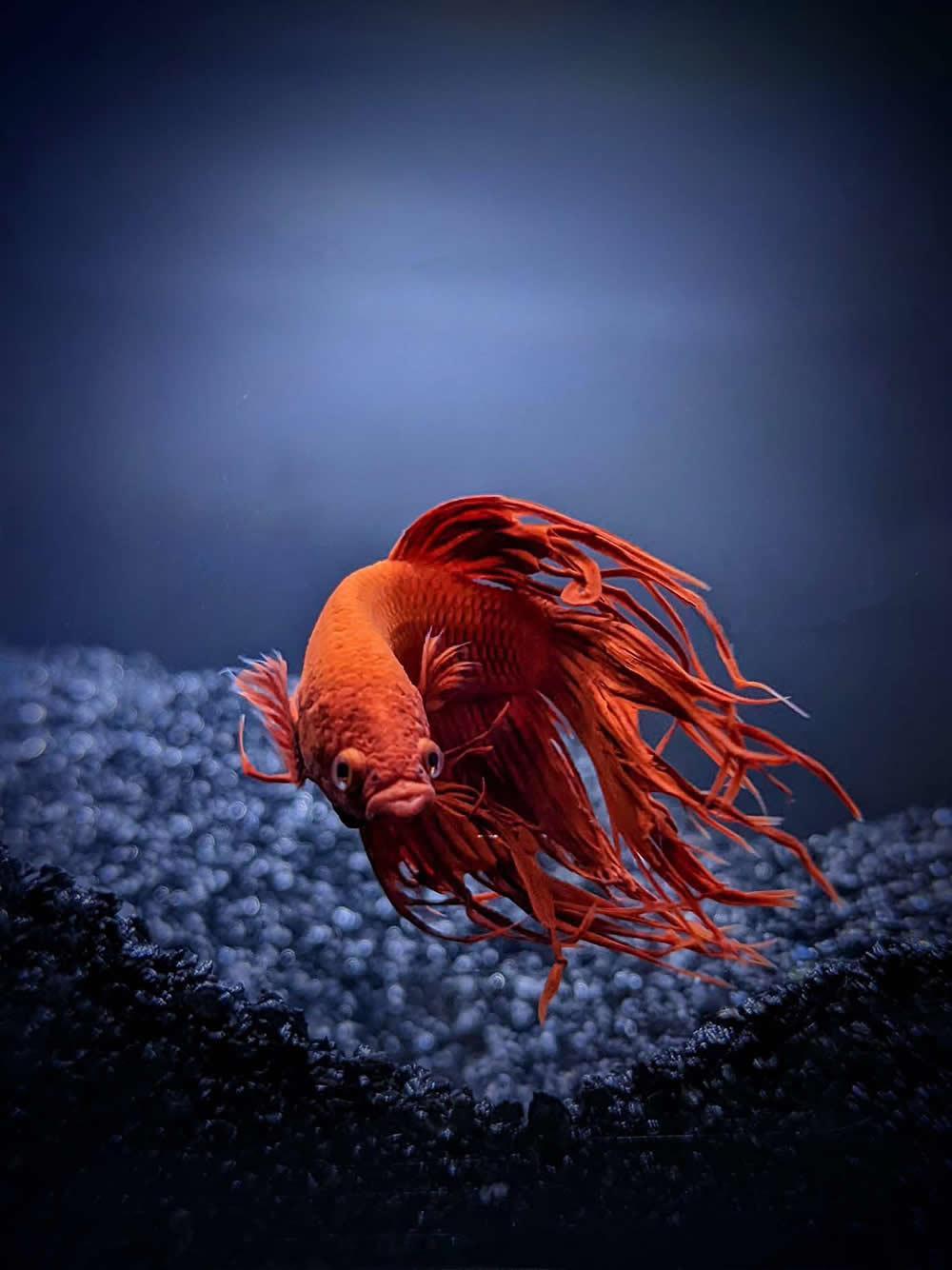 Crowntail Bettafish by Liang Shaoqian - Mobile Photography Awards Macro Photos Winners