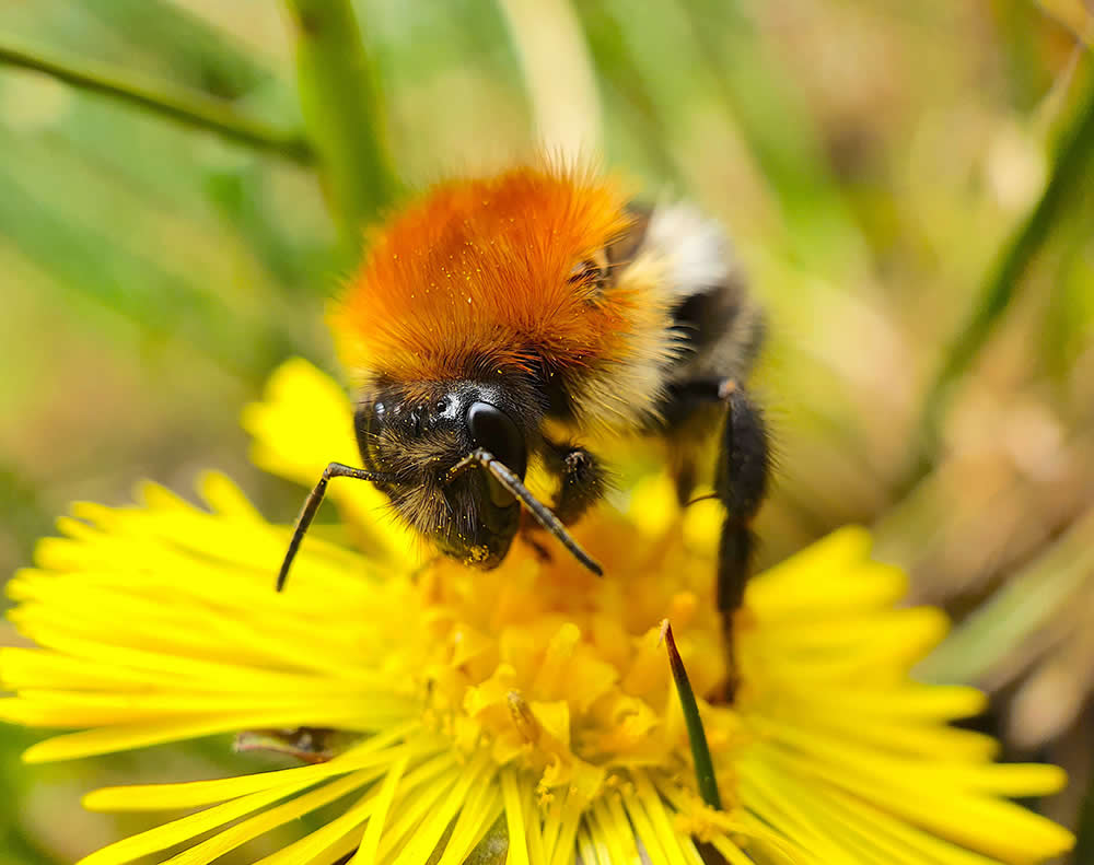 Bee Collecting Pollen by Michal Ziemski - Mobile Photography Awards Macro Photos Winners