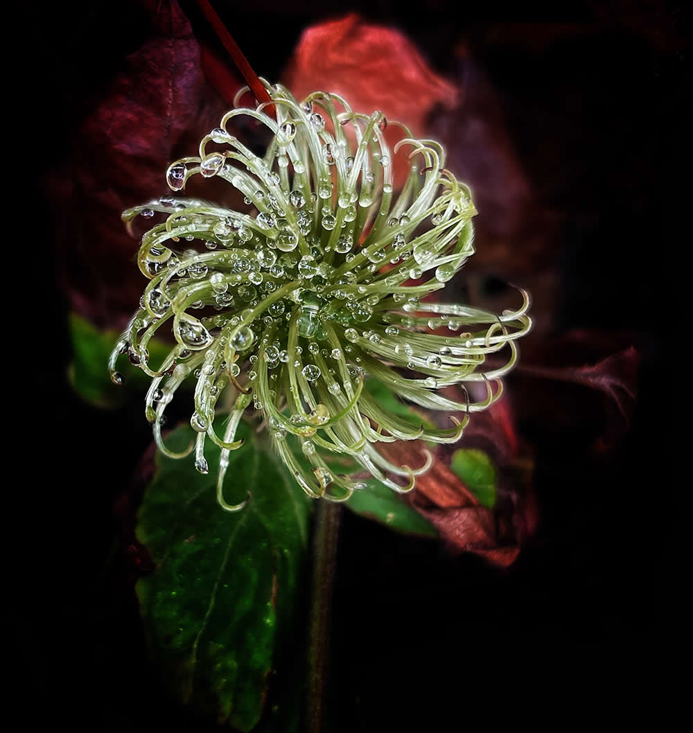 Beauty in Death by Linda Keagle - Mobile Photography Awards Macro Photos Winners
