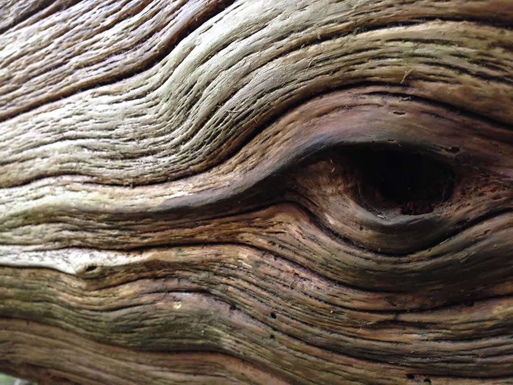 Eye to Eye by Ellen Fritts - Mobile Photography Awards Macro Photos Winners