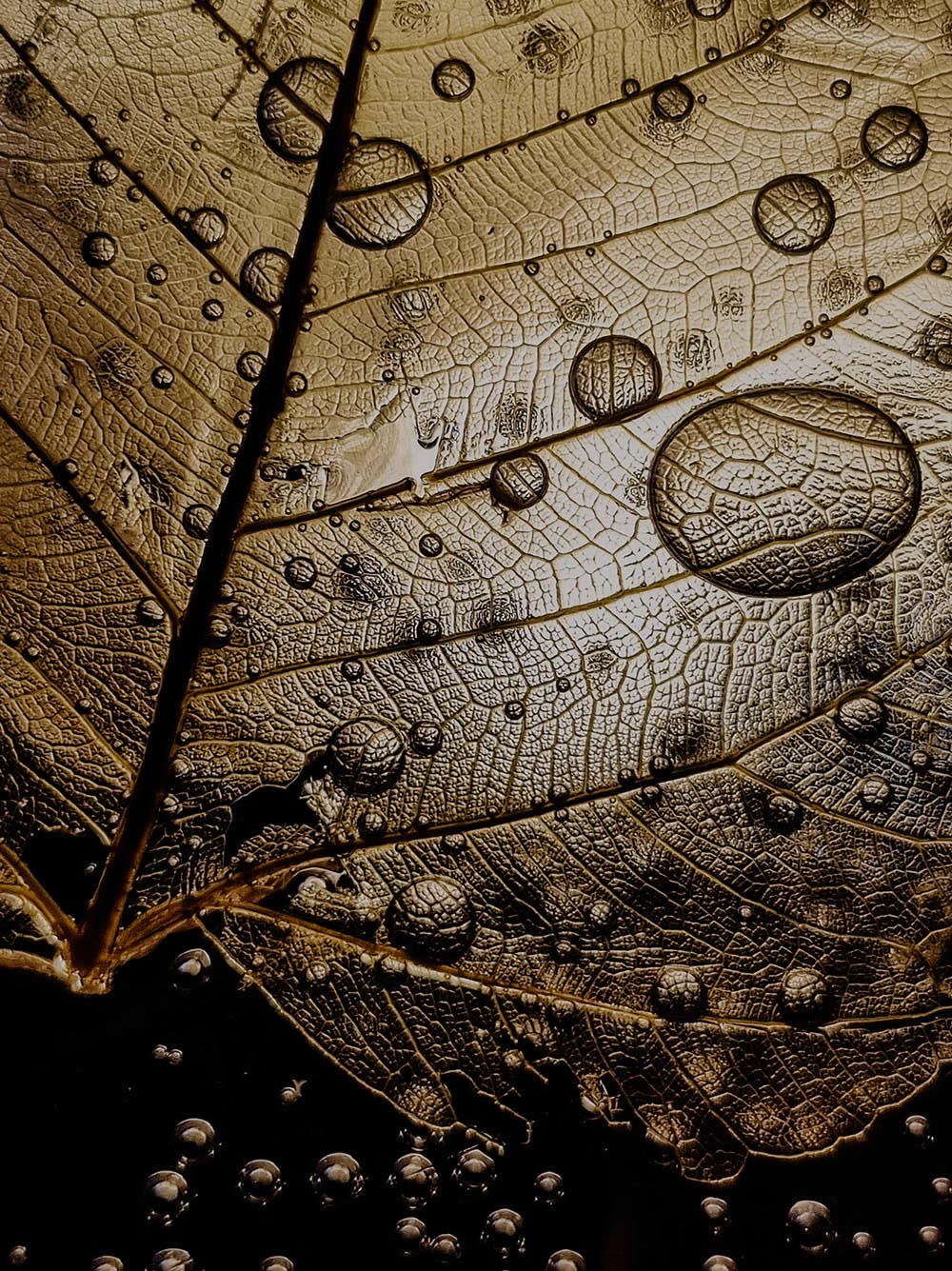 Shine by Marta Przybyla - Mobile Photography Awards Macro Photos Winners