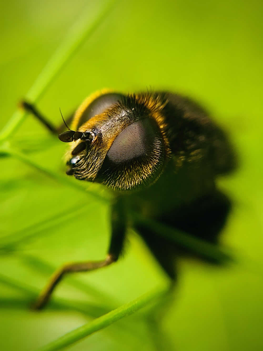 Are you Looking at me? by Lucy Coughlan - Mobile Photography Awards Macro Photos Winners