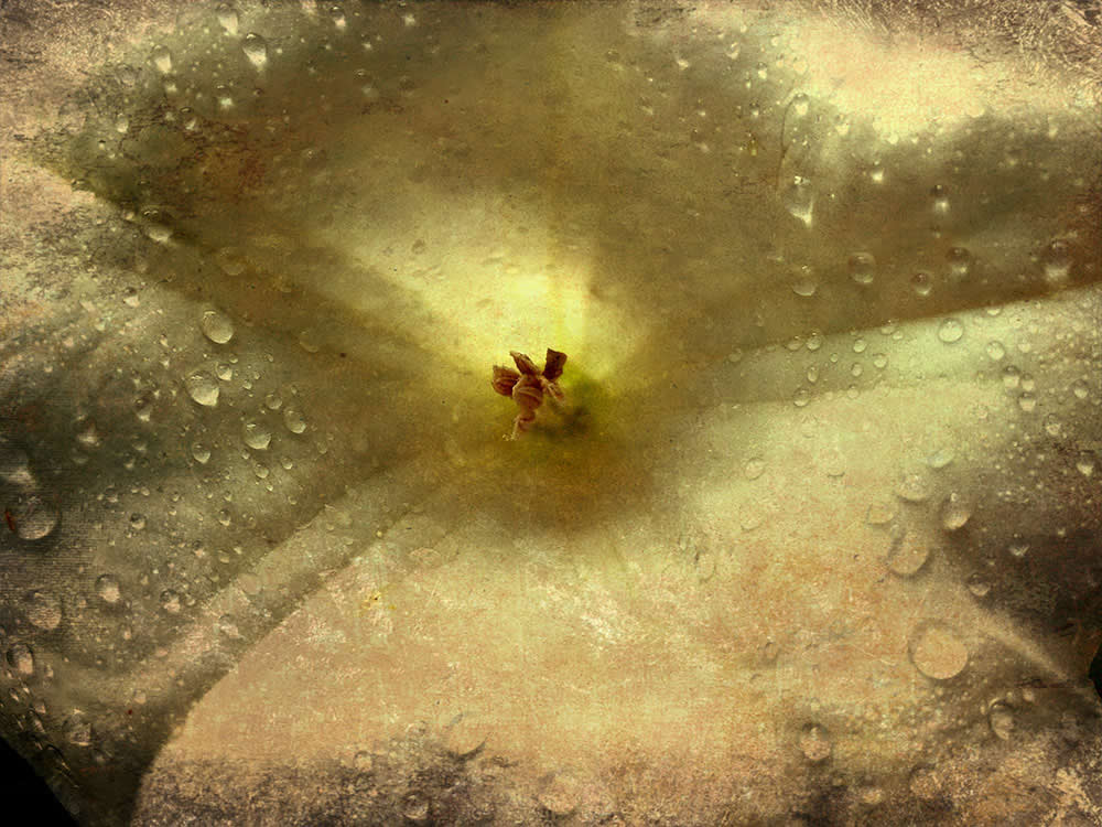 Watershed by Delta Martin - Mobile Photography Awards Macro Photos Winners