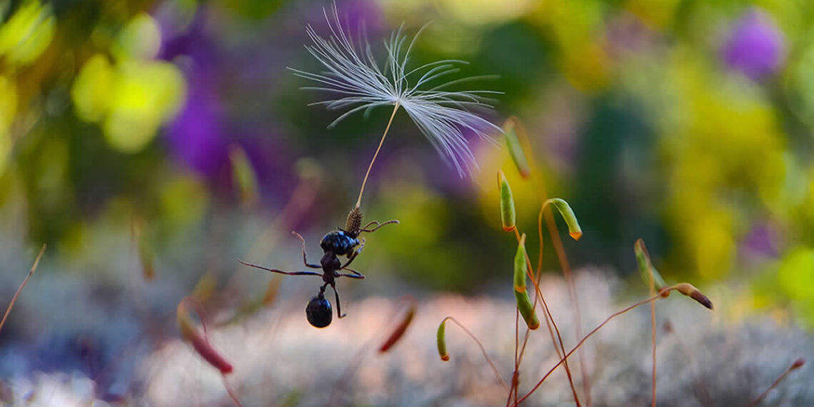 Mobile Photography Awards Macro Photos Winners