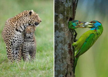 Award-Winning Photos Of Animal Mothers Love