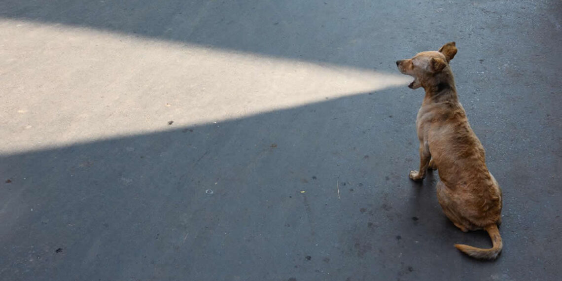 Perfectly Timed Street Photos APF Photography Magazine