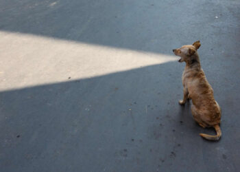 Perfectly Timed Street Photos APF Photography Magazine