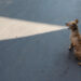 Perfectly Timed Street Photos APF Photography Magazine