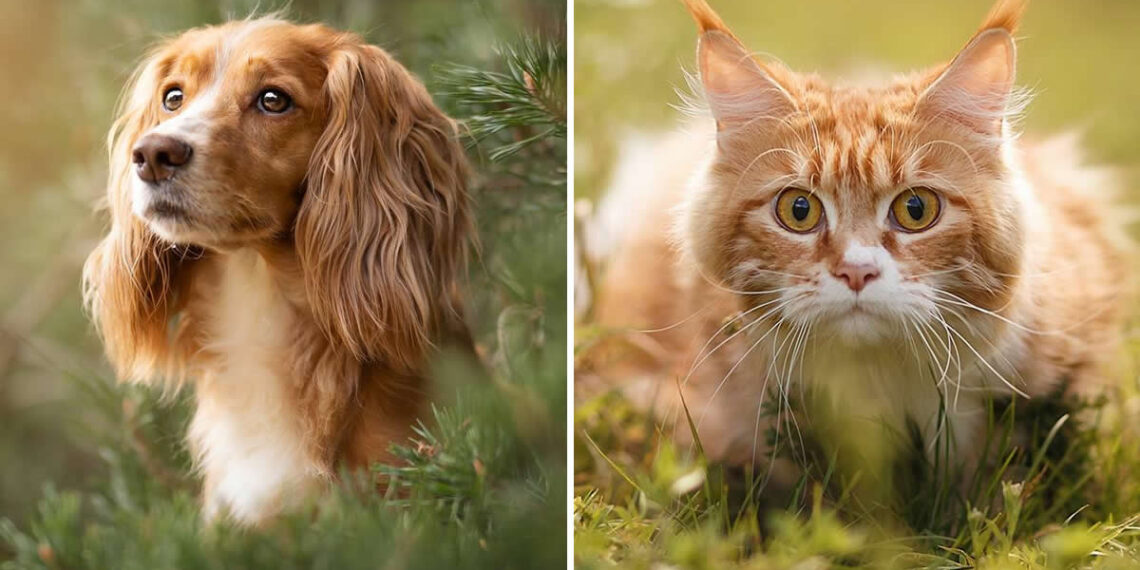 35 Photo Awards Pets In Nature Winners