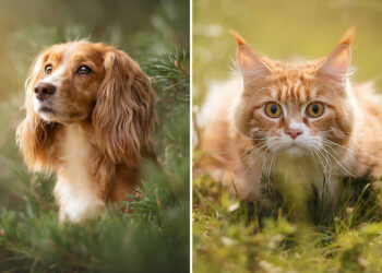 35 Photo Awards Pets In Nature Winners
