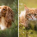 These 35 Pet Photos Prove the Best Moments Are Simple and Unfiltered 61 35 Photo Awards Pets In Nature Winners