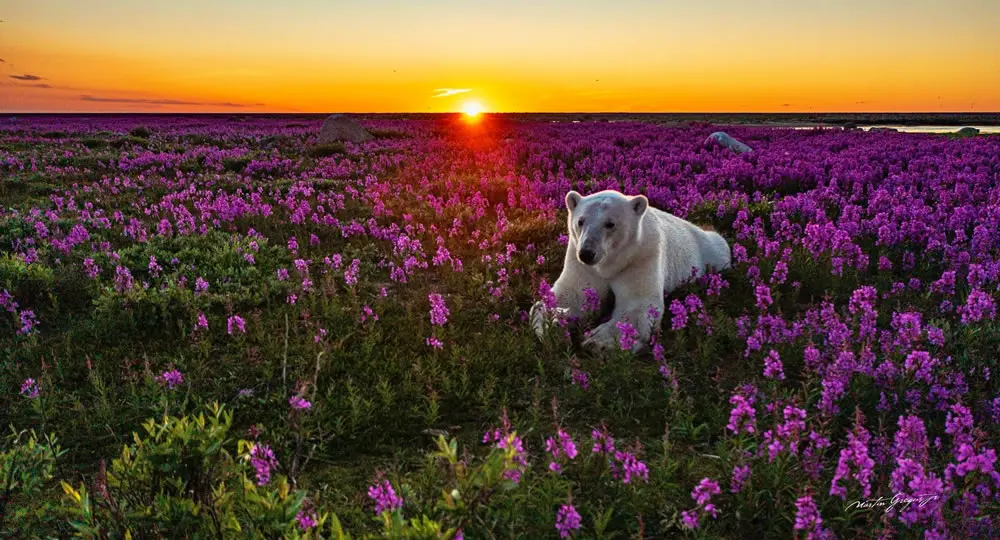 A Polar Bear’s Summer Sanctuary by Martin Gregus
