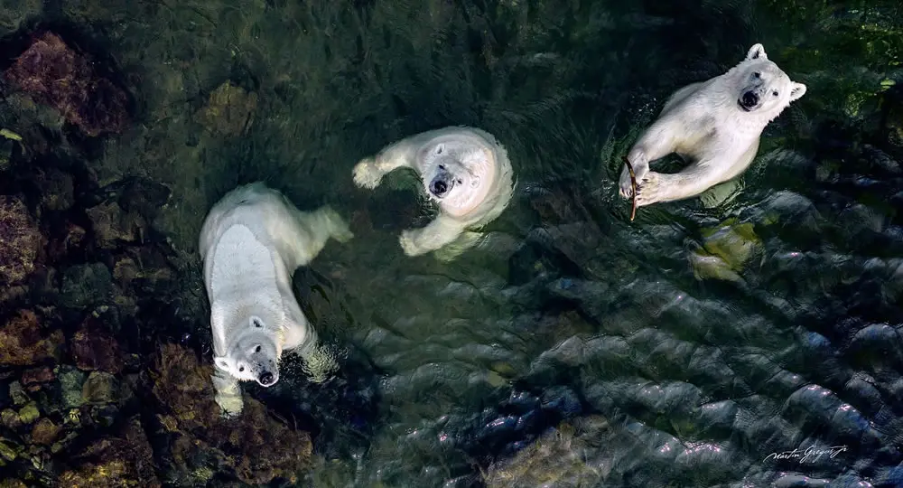A Bird’s Eye View of Giants by Martin Gregus