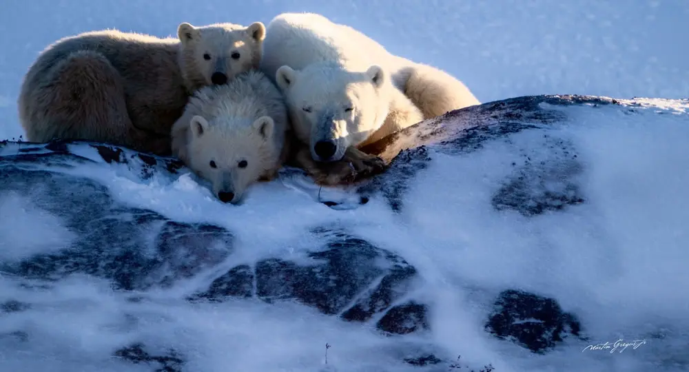 A Mother’s Winter Embrace by Martin Gregus