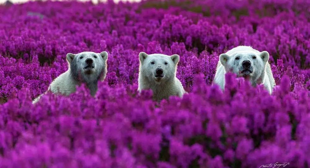 A Glimpse into Polar Bear Companionship by Martin Gregus