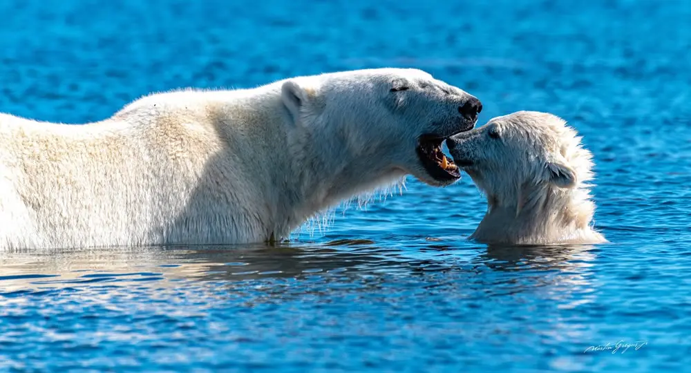 An Arctic Lesson in Play by Martin Gregus
