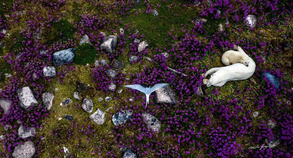 A Bed of Blooms and Resilience by Martin Gregus