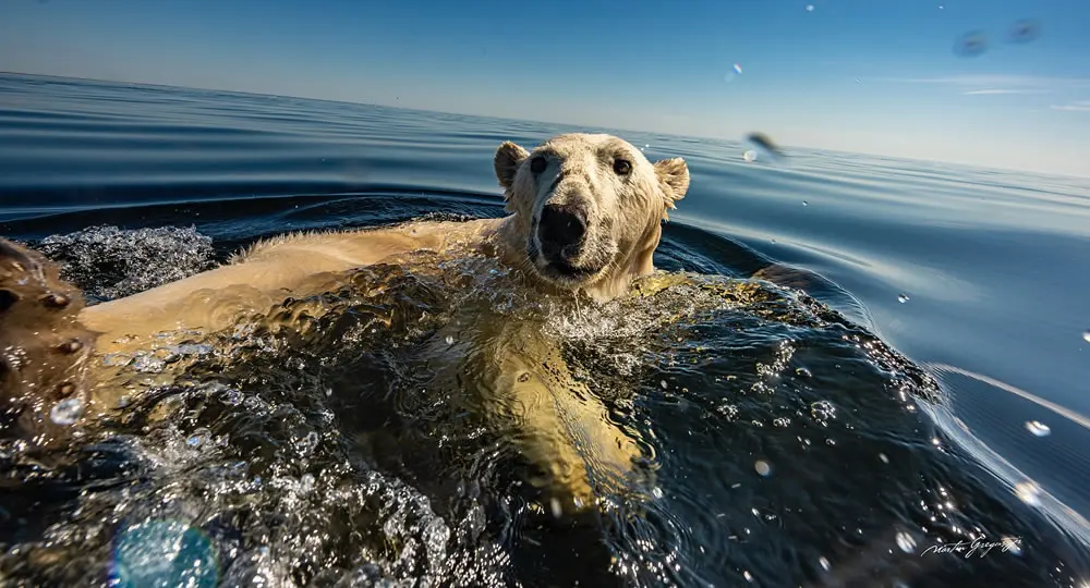 A Curiosity at Sea by Martin Gregus