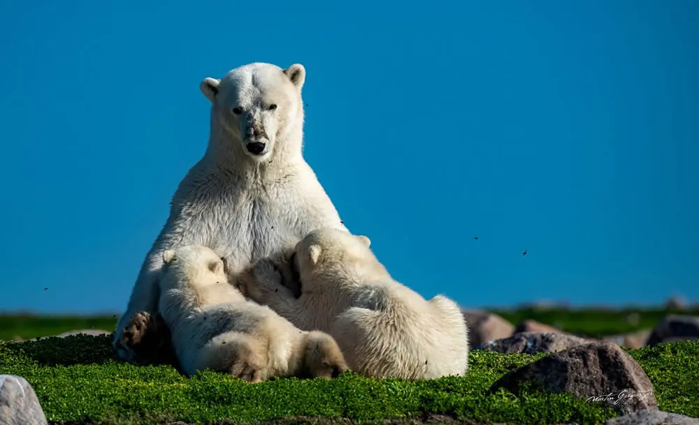 A Tender Arctic Morning by Martin Gregus