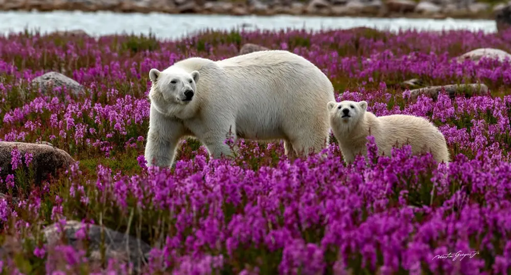 A Lesson in Arctic Independence by Martin Gregus