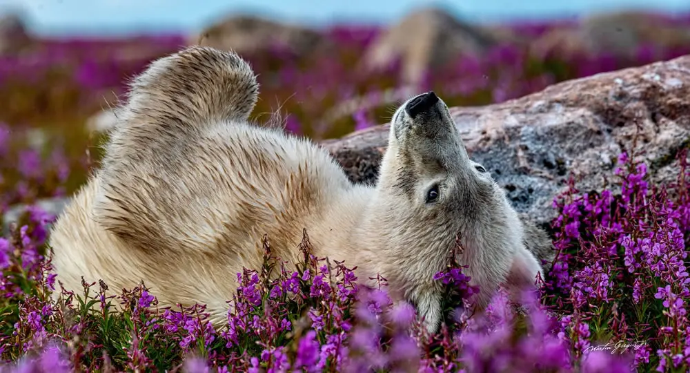 Behind the Ivory Coat by Martin Gregus