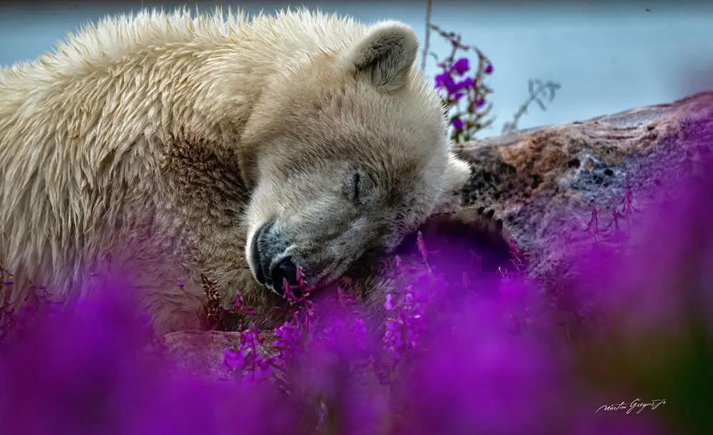 The Post-Holiday Vibe by Martin Gregus